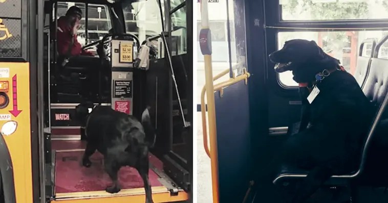 Ο Σκύλος που παίρνει μόνος του καθημερινά το λεωφορείο για να πάει βόλτα στο πάρκο