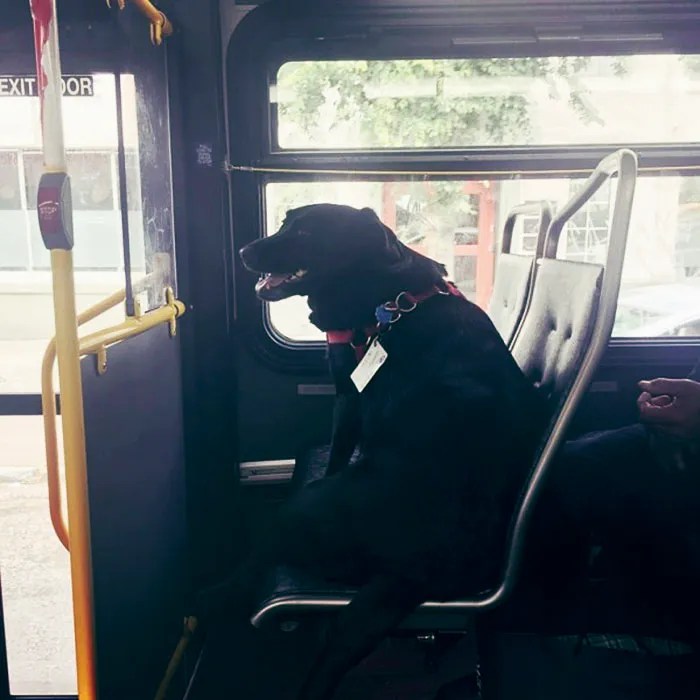 Ο Σκύλος που παίρνει μόνος του καθημερινά το λεωφορείο για να πάει βόλτα στο πάρκο