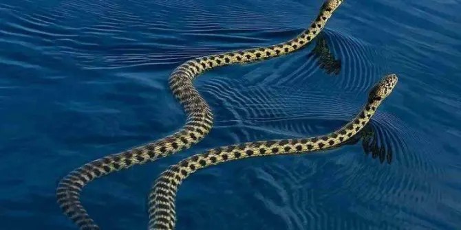 Βίντεο με φίδια που κολυμπούν και αναστατώνουν τους τουρίστες